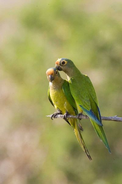 Brazil, Pantanal Peach-fronted parakeets on limb